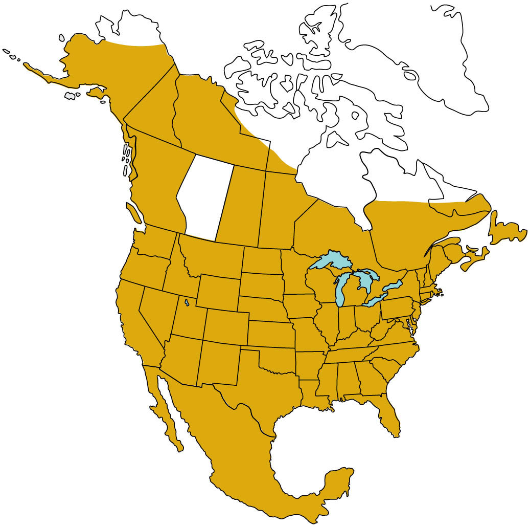 An illustration of North America showing the range of the Norway rat, covering all of Mexico, the entire continental United States, and Canada except Alberta.