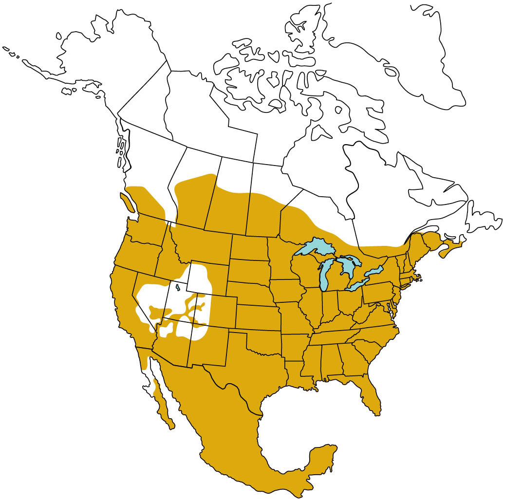 Map of North America. Illustrated range map of the northern raccoon. Covers most all of the United States and Mexico and the southern portion of Canada. A small portion of California is excluded (the part that borders Nevada. Most all of Nevada is exclued. All of Alaska is exclued. Parts of Colorado, Utah, Arizona, New Mexico, eastern Kansas, western Wyoming, and eastern Idaho.