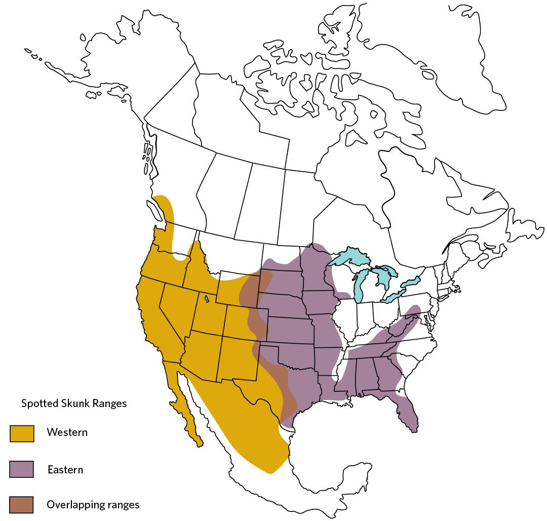 Illustration of North America, highlighting the spotted skunk's range. The western spotted skunk is in the far western side of British Columbia (Vancover area). It covers most of the western US and northern Mexico with the exception of North-most regions of eastern Washington, and most all of North Dakota. The end of the Western Spotted Skunks range overlaps with the beginning of the Eastern spotted skunks range from the middle of the state of Texas, the northeast corner of New Mexico, eastern Colorado, eastern Wyoming, and western South Dakota. The Eastern Spotted Skunks range goes from that overlap east to Florida, Georgia, western South and North Carolinas, Tenessee, eastern Virgina, West Virginia, and a small portion of Pensilvania. There are no spotted skunks in the Northeast, Ohio, Indiana, and Illinois.