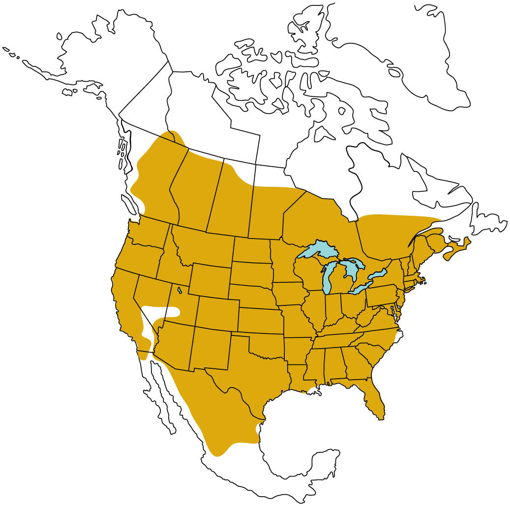 Map of North America highlighting the range of the striped skunk. Range includes most all of the continental United States, most of the Southern Canadian provinces, and most of northern Mexico except coastal areas.