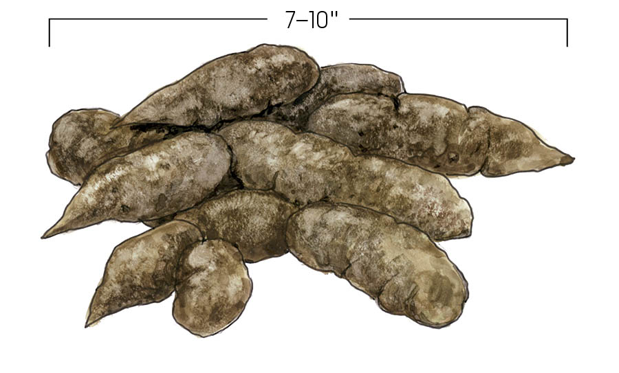 Illustration of Grizzly Bear scat. Approximately 7-10 inches in length.