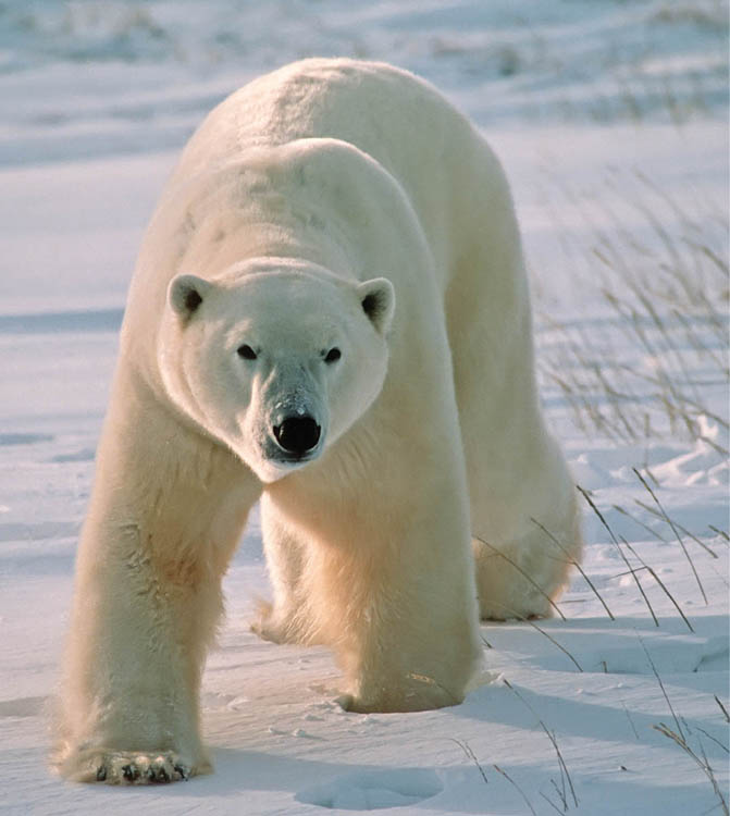 Photo of adult polar bear walking on snow and ice.