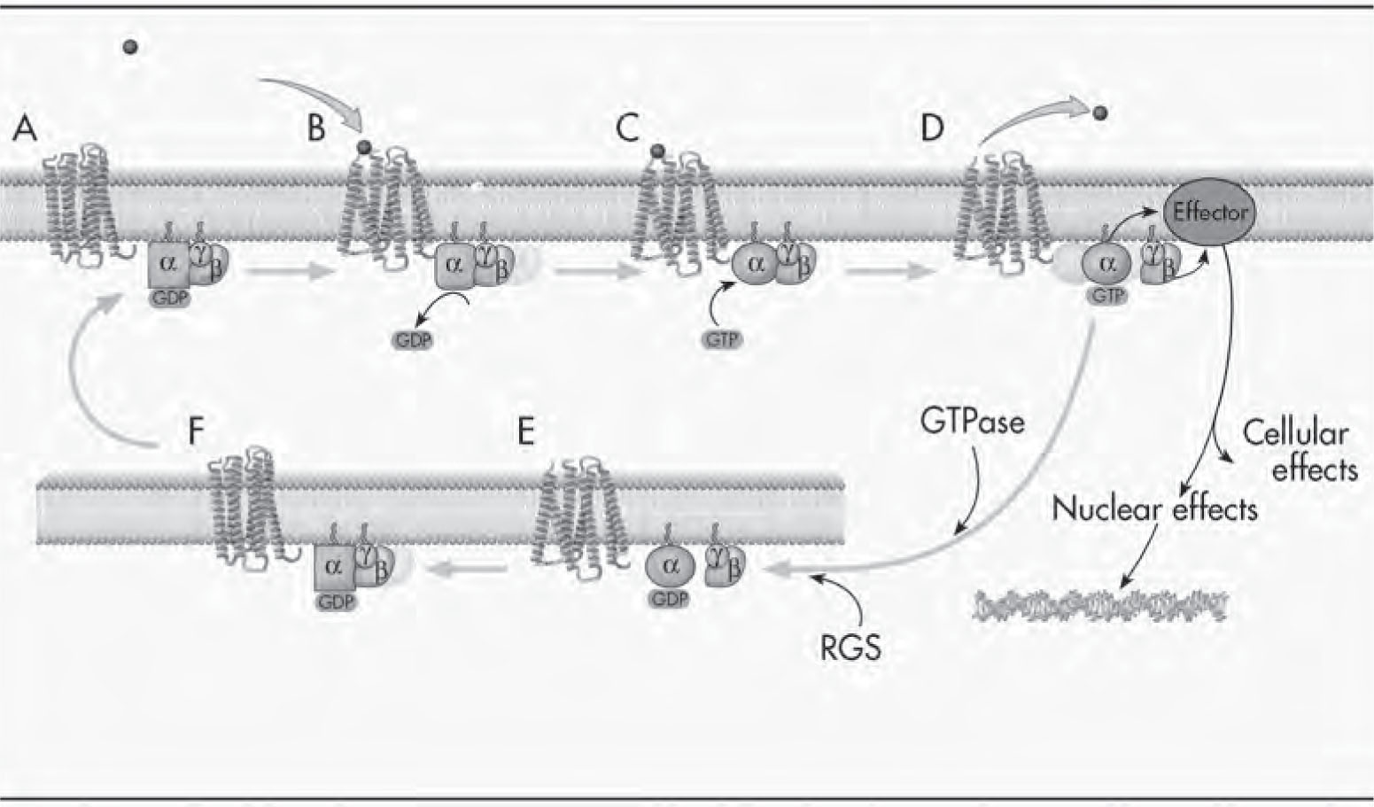 FIGURE 2–2. G protein–coupled receptors and G protein activation.