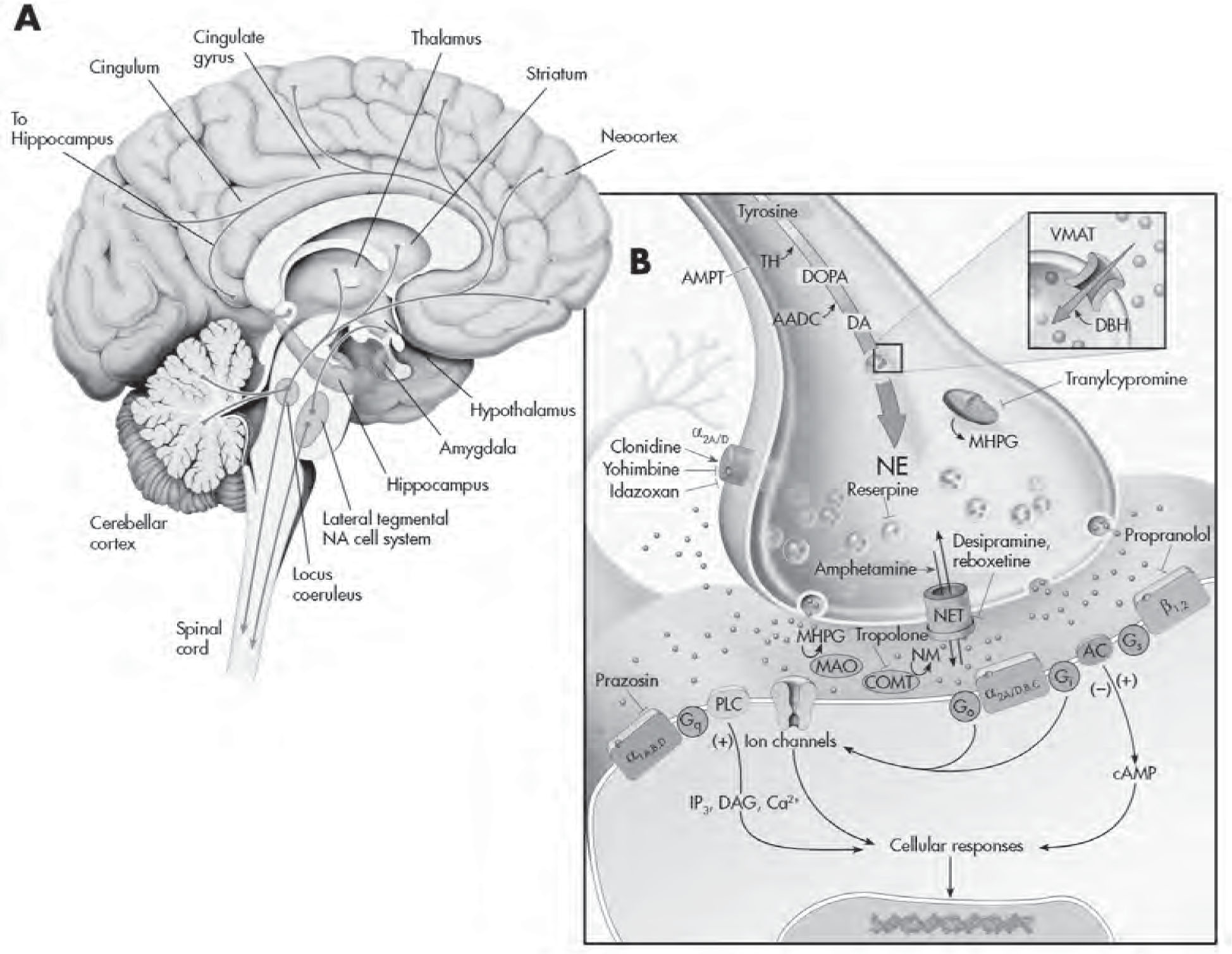 FIGURE 2–5. The noradrenergic system.