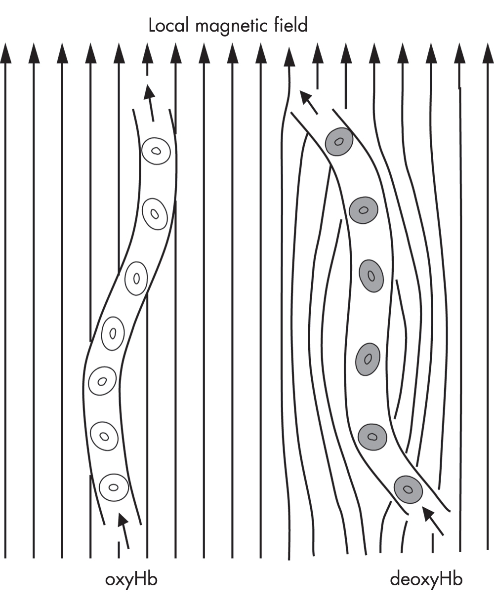 FIGURE 7–3. Schematic diagram of the effect of hemoglobin (Hb) on the local magnetic field of brain tissue.