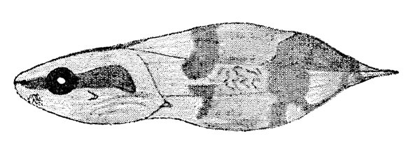 Fig. 2. Tadpole of Hyla ebraccata (KU 59986) from Toocog, El Petén, Guatemala.