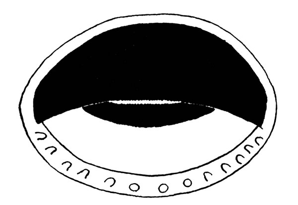 Fig. 3. Mouthparts of larval Hyla ebraccata (KU 59986) from Toocog, El Petén, Guatemala.