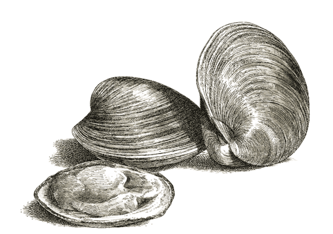 ILO_shellfish_duotone.psd