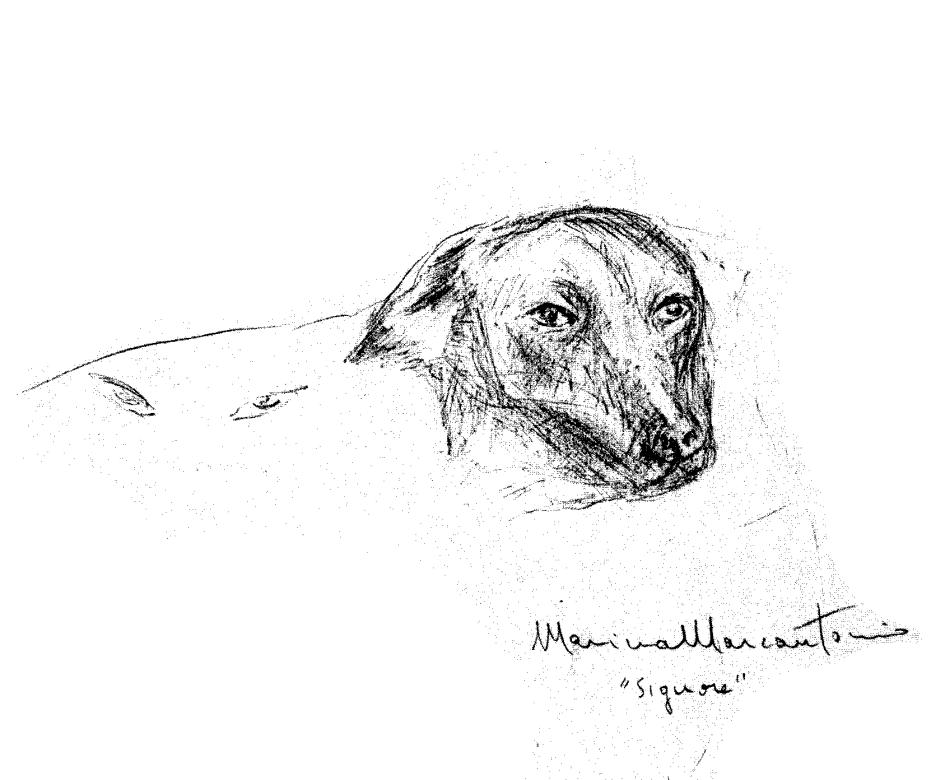 un chien, dessin de Marina Marcantoni