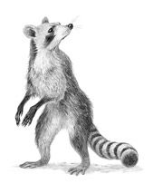 Waschbär
