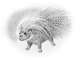 Stinktier