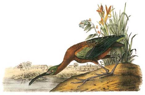 Ibis