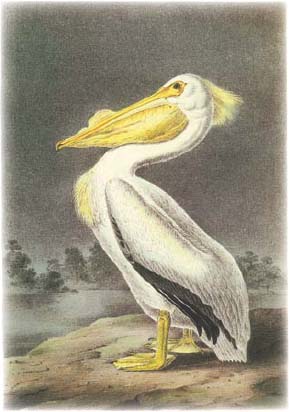 Pelican