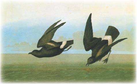 Petrel