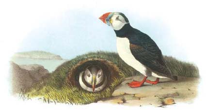 Puffin