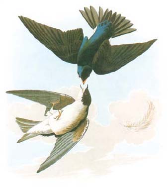 Swallow