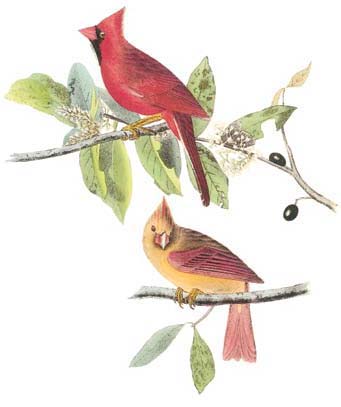 Cardinal