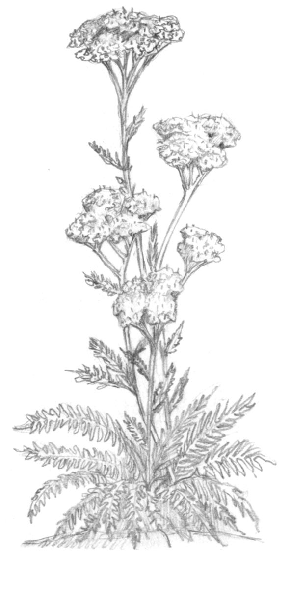 Yarrow.tif