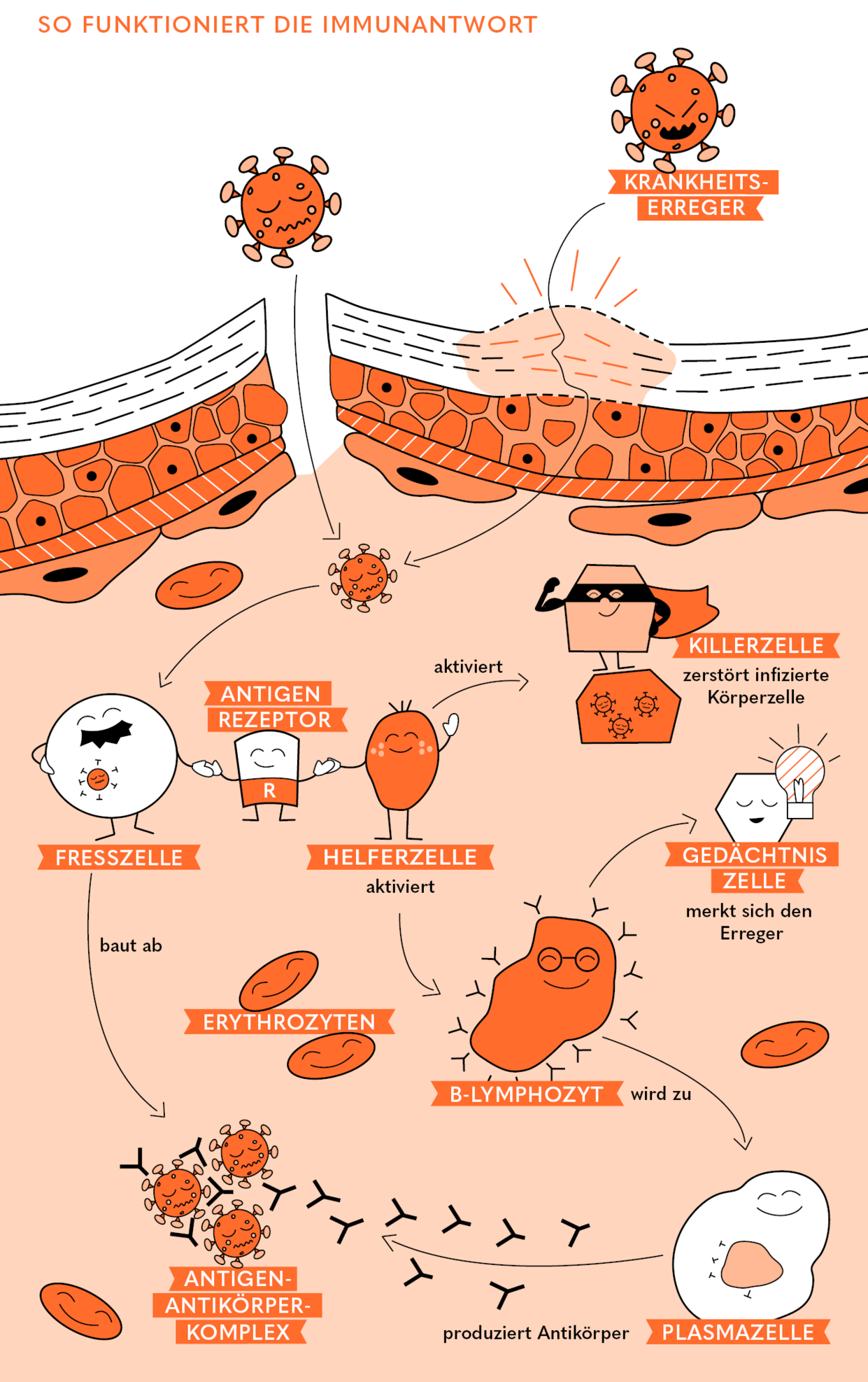 HFM_Saeule%202_Immunantwort.ai