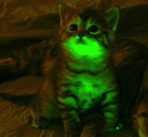 http://a66c7b.medialib.glogster.com/bioart1/media/f6/f620b39bb41b866cf5e71650a62c8b523f5ca2a0/glow-in-the-dark-cat.jpg