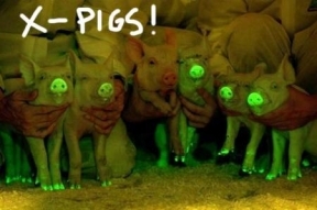 http://i.perezhilton.com/wp-content/uploads/2013/12/glowing-piggies-china__oPt.jpg