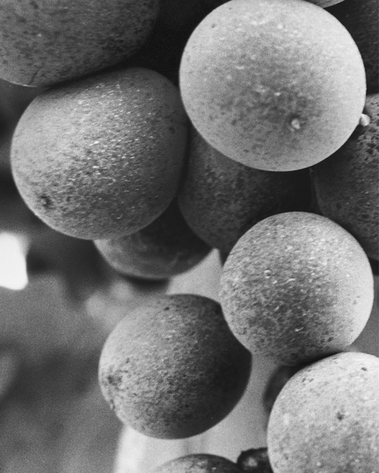 A close-up of grapes