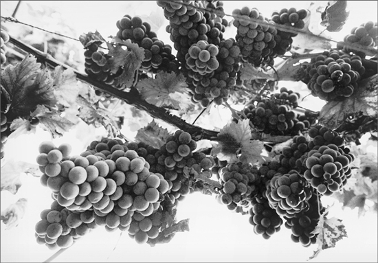 Grapes on the vine