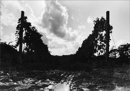 A vineyard path