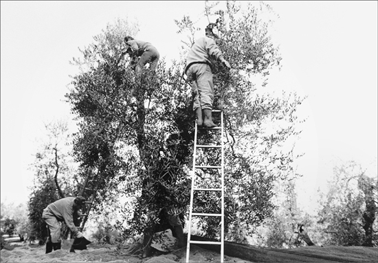 men harvesting grapes