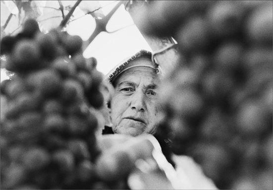 An elderly woman picking grapes