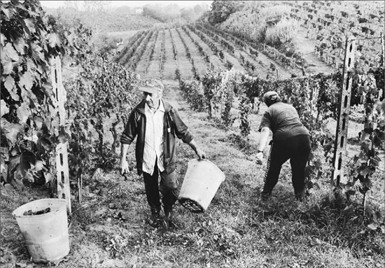 An elderly couple working a vineyard