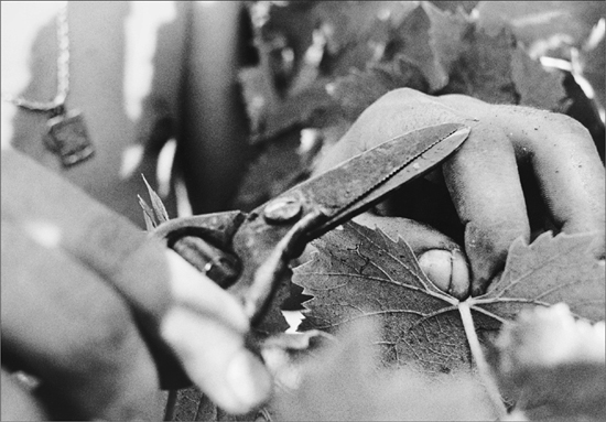 Cutting grape leaves with scissors