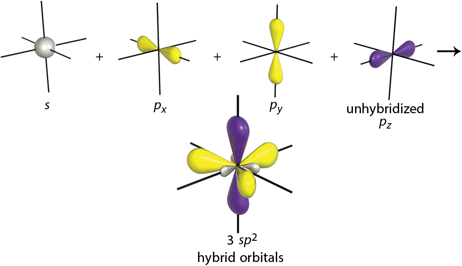 s-orbital and 2 p-orbitals forming three sp2 hybrid orbitals. Another p-orbital remains unchanged.