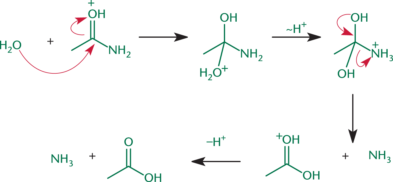 water attacks carbonyl of amide; reformation of carbonyl yields carboxylic acid and ammonia