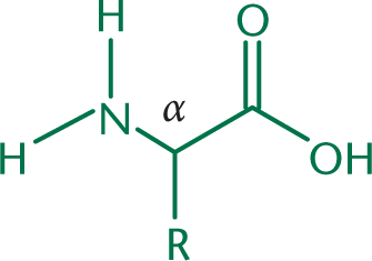 four groups attached to alpha carbon: amino group, carboxyl group, R group, hydrogen