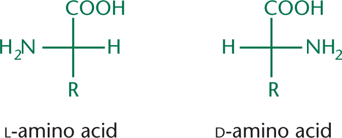 Fischer diagrams. L-amino acid: COOH (up), H (right), R (down), NH2 (left). D-amino acid: COOH (up), NH2 (right), R (down), H (left)