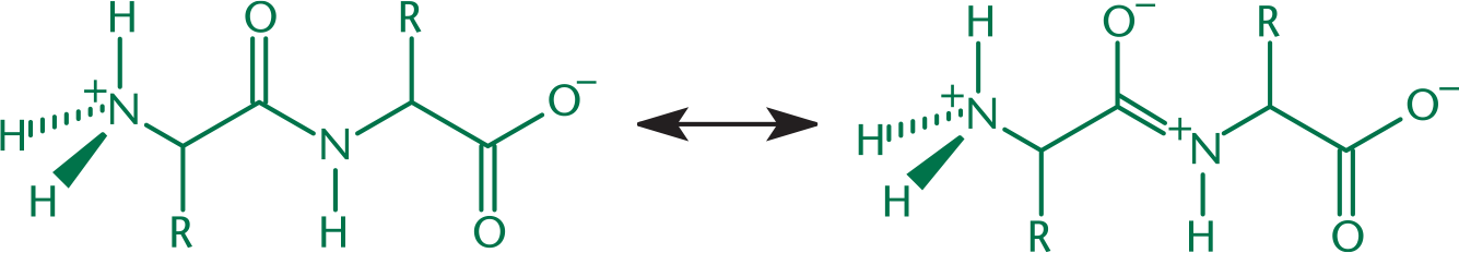 peptide bond with C double bonded to O and single bonded to N, in resonance with C single bonded to O and double bonded to N