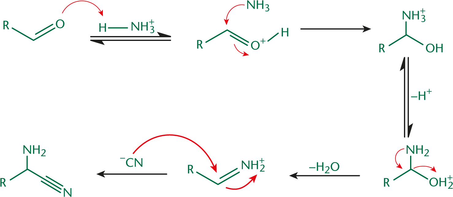 aldehyde is protonated, attacked by ammonia forming imine, which is attacked by cyanide, forming aminonitrile