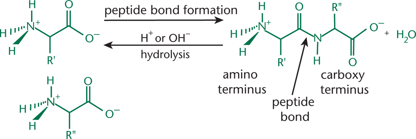 two amino acids forming a peptide bond, which is reversed by acid or base hydrolysis