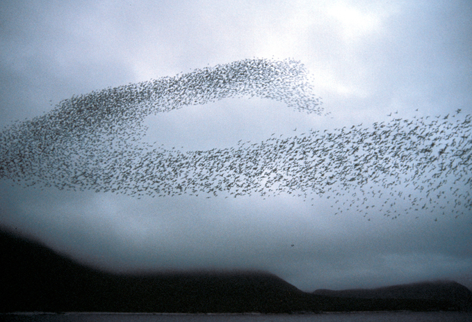 14_Auklets.jpg