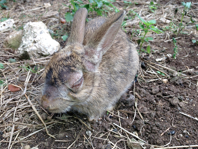 35_Rabbit_with_Myxomatosis.jpg