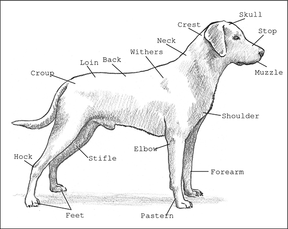 Figure 5-1: The anatomy of a Lab.