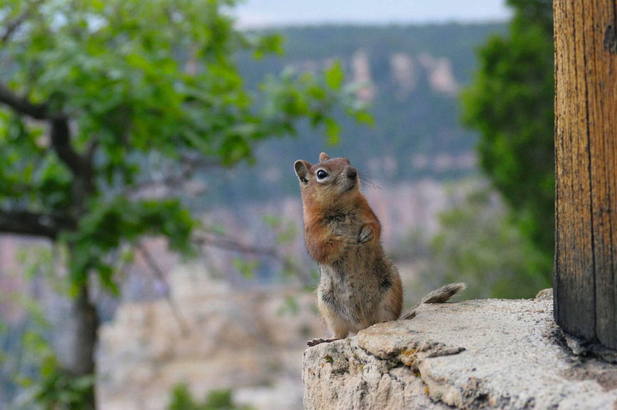 iStock_000000864754Medium_ArizonaAndTheGrandCanyon_C.jpg