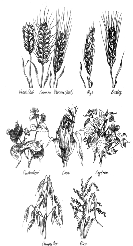 Sketches of grain plants: Club, common, and durum wheat; rye; barley; buckwheat; corn; soybean; common oat, rice