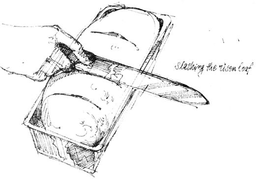 Sketch: Slashing the risen loaf with a knife