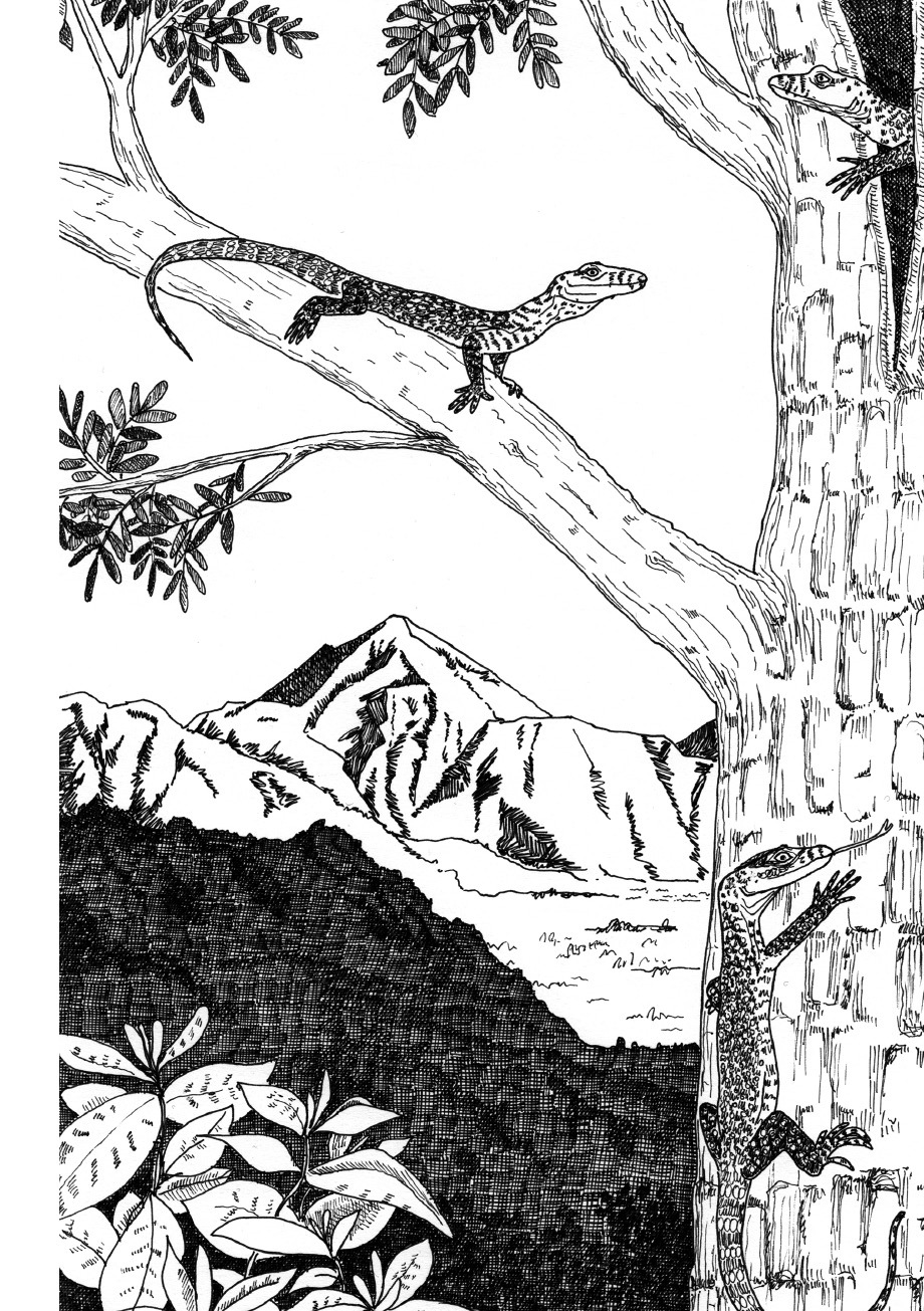 Schwarz-Weiß-Grafik: Das Bild zeigt im Hintergrund eine Landschaft bestehend aus Bergen und einem Wald. Im Vordergrund rechts befindet sich ein Baum mit einem Ast, der nach links oben ragt. Auf dem Baum sieht man 3 Komodowarane. Einer sitzt auf dem Ast, ein weiterer klettert den Baumstamm hoch und der dritte schaut aus einer Ritze im Baum hervor.