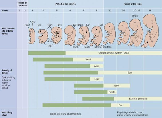 This table shows potential sites of birth defects correlated to stages of prenatal development.