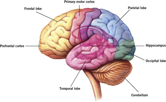 This is a lateral view of the human brain, with structures identified as in the long description.