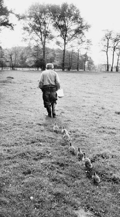 Photo of Konrad Lorenz being followed by a line of seven goslings who imprinted on him.