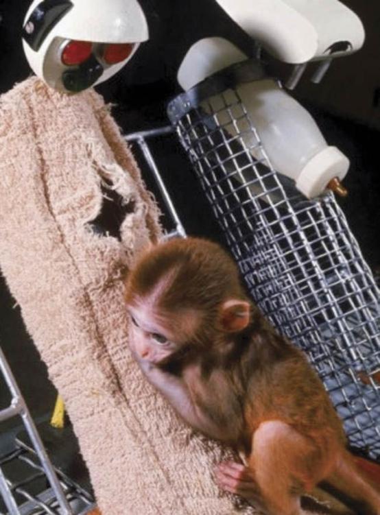 Photo of baby rhesus clinging to terrycloth-covered surrogate mother.